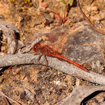 Diplacodes bipunctata (Wandering Percher) at Gundaroo, NSW - 12 Sep 2024 by ConBoekel