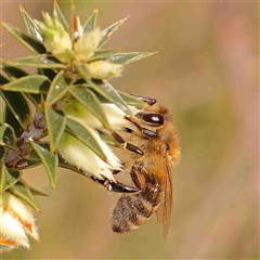 Apis mellifera (European honey bee) at Gundaroo, NSW - 12 Sep 2024 by ConBoekel