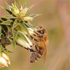 Apis mellifera at Gundaroo, NSW - 12 Sep 2024