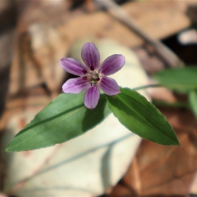 Schelhammera undulata (Lilac Lily) at Ulladulla, NSW - 14 Sep 2024 by Clarel