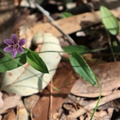 Schelhammera undulata at Ulladulla, NSW - 14 Sep 2024 01:05 PM
