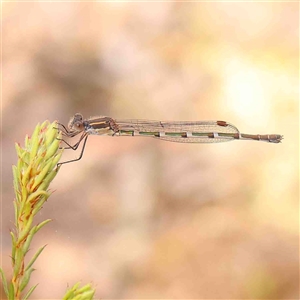 Austrolestes leda at Gundaroo, NSW - 12 Sep 2024 11:19 AM