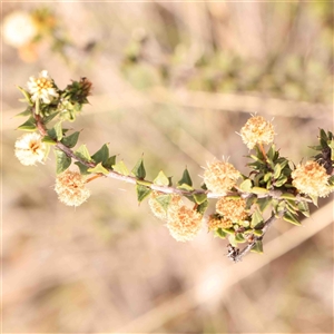 Acacia gunnii at Gundaroo, NSW - 12 Sep 2024