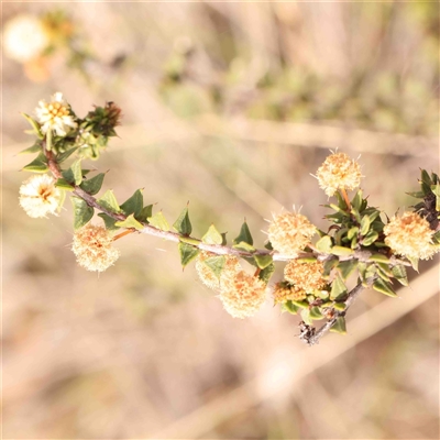 Acacia gunnii (Ploughshare Wattle) at Gundaroo, NSW - 12 Sep 2024 by ConBoekel