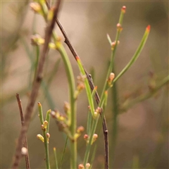 Daviesia leptophylla (Slender Bitter Pea) at Gundaroo, NSW - 12 Sep 2024 by ConBoekel