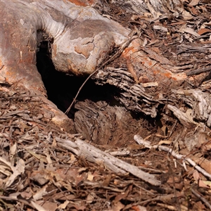 Oryctolagus cuniculus at Gundaroo, NSW - 12 Sep 2024