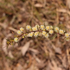 Acacia genistifolia at Gundaroo, NSW - 12 Sep 2024