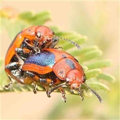 Calomela curtisi (Acacia leaf beetle) at Gundaroo, NSW - 12 Sep 2024 by ConBoekel