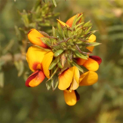 Pultenaea subspicata (Low Bush-pea) at Gundaroo, NSW - 12 Sep 2024 by ConBoekel