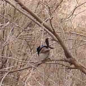 Malurus cyaneus at Gundaroo, NSW - 12 Sep 2024 11:39 AM