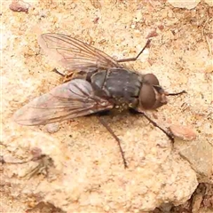 Calliphora sp. (genus) (Unidentified blowfly) at Gundaroo, NSW - 12 Sep 2024 by ConBoekel