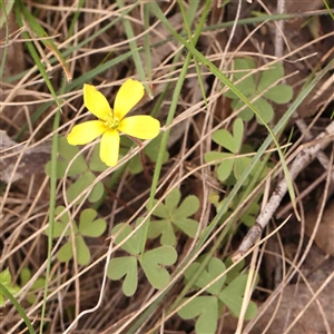 Oxalis sp. at Gundaroo, NSW - 12 Sep 2024