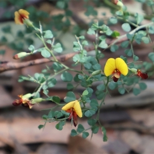 Bossiaea obcordata at Ulladulla, NSW - 14 Sep 2024