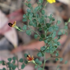 Bossiaea obcordata at Ulladulla, NSW - 14 Sep 2024