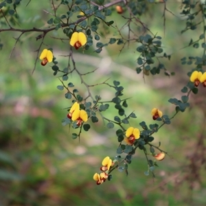 Bossiaea obcordata at Ulladulla, NSW - 14 Sep 2024