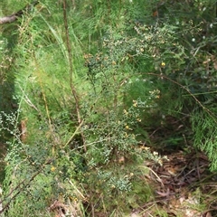 Bossiaea obcordata at Ulladulla, NSW - 14 Sep 2024 01:07 PM