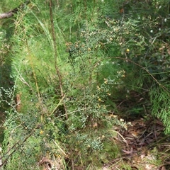 Bossiaea obcordata at Ulladulla, NSW - 14 Sep 2024