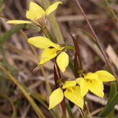 Diuris chryseopsis (Golden Moth) at Gundaroo, NSW - 12 Sep 2024 by ConBoekel