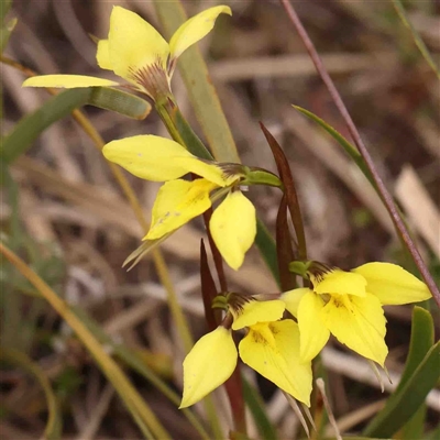 Diuris chryseopsis (Golden Moth) at Gundaroo, NSW - 12 Sep 2024 by ConBoekel