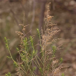 Cassinia sifton at Gundaroo, NSW - 12 Sep 2024