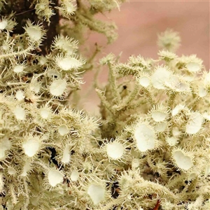 Usnea sp. (genus) at Gundaroo, NSW - 12 Sep 2024