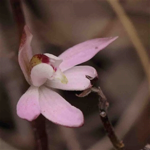 Caladenia fuscata at Gundaroo, NSW - suppressed