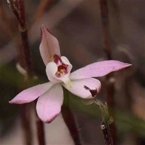 Caladenia fuscata at Gundaroo, NSW - suppressed