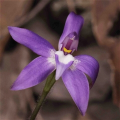 Glossodia major (Wax Lip Orchid) at Gundaroo, NSW - 12 Sep 2024 by ConBoekel