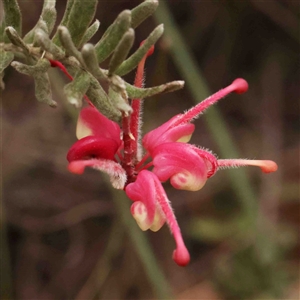 Grevillea lanigera at Gundaroo, NSW - 12 Sep 2024 12:24 PM