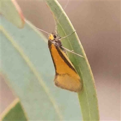 Philobota undescribed species near arabella (A concealer moth) at Gundaroo, NSW - 12 Sep 2024 by ConBoekel