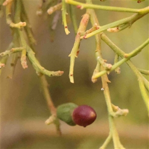 Exocarpos cupressiformis at Gundaroo, NSW - 12 Sep 2024