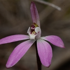 Caladenia fuscata (Dusky Fingers) at Acton, ACT - 14 Sep 2024 by BB23