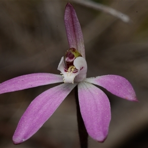 Caladenia fuscata at Acton, ACT - 14 Sep 2024