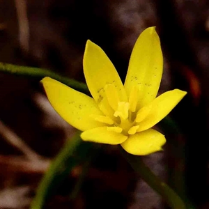 Hypoxis hygrometrica at Gundaroo, NSW - 12 Sep 2024