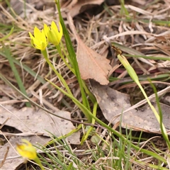 Hypoxis hygrometrica at Gundaroo, NSW - 12 Sep 2024