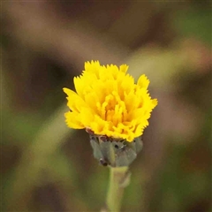 Leontodon saxatilis (Lesser Hawkbit, Hairy Hawkbit) at Gundaroo, NSW - 12 Sep 2024 by ConBoekel