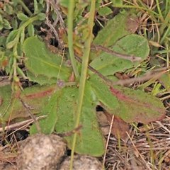 Leontodon saxatilis at Gundaroo, NSW - 12 Sep 2024