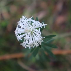 Pimelea linifolia (Slender Rice Flower) at Ulladulla, NSW - 14 Sep 2024 by Clarel