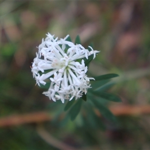 Pimelea linifolia at Ulladulla, NSW - 14 Sep 2024 01:06 PM