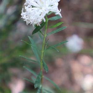 Pimelea linifolia at Ulladulla, NSW - 14 Sep 2024 01:06 PM