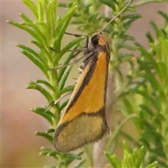 Philobota undescribed species near arabella at Gundaroo, NSW - 12 Sep 2024 by ConBoekel