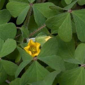 Oxalis pes-caprae at suppressed - suppressed