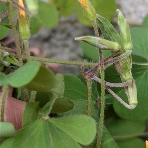 Oxalis pes-caprae at suppressed - suppressed