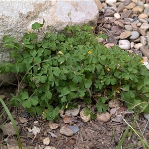 Oxalis pes-caprae at suppressed - suppressed