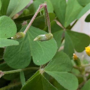 Oxalis pes-caprae at suppressed - suppressed