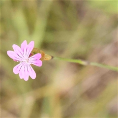 Petrorhagia nanteuilii (Proliferous Pink, Childling Pink) at Gundaroo, NSW - 12 Sep 2024 by ConBoekel