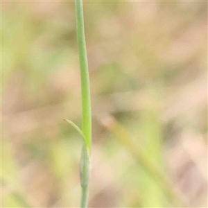 Petrorhagia nanteuilii at Gundaroo, NSW - 12 Sep 2024