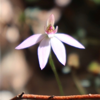 Caladenia carnea at Ulladulla, NSW - 14 Sep 2024 by Clarel