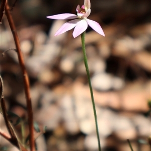 Caladenia carnea at Ulladulla, NSW - suppressed