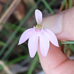 Caladenia carnea at Ulladulla, NSW - suppressed